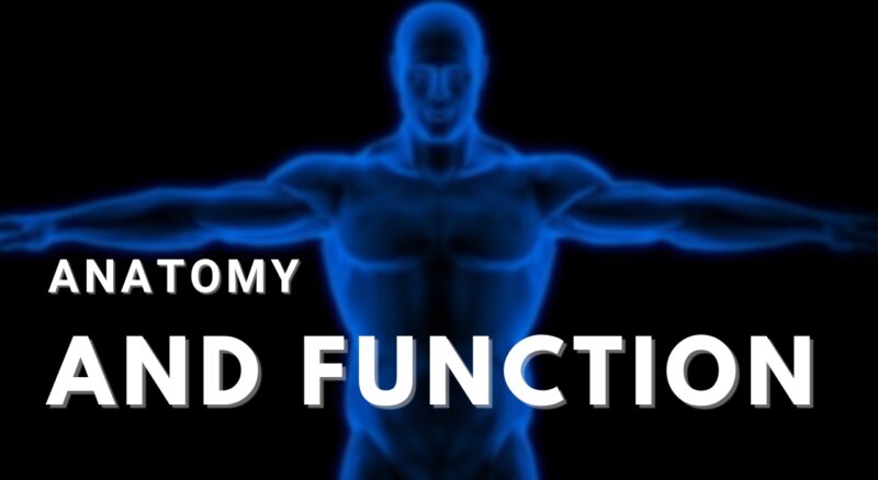 Penis Frenulum Anatomy and Function